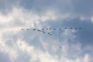 Lowcountry Life