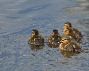 Fluffy ducklings close-up on the water. wild ducks
