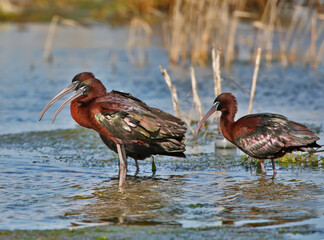 Flock of ibis on vacation