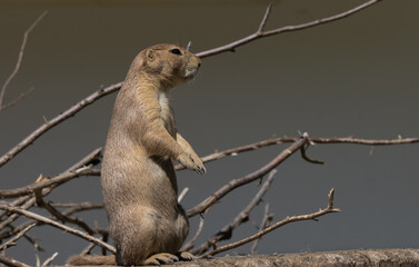 Präriehund macht Männchen