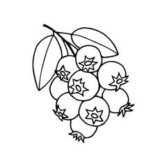 Blueberry berries. Vector stock illustration eps10. Isolate on white background, outline, hand drawing.