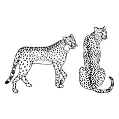 Cheetah animal set. Vector stock illustration eps10. Isolate on white background, outline, hand drawing.