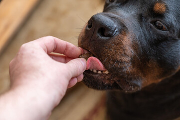 The owner gives a treat to his dog. A man's hand puts a pellet of dog food in the mouth of a Rottweiler. First-person view. Close-up. Selective focus.