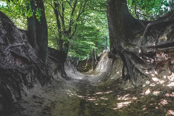 Korzeniowy dół © Katarzyna