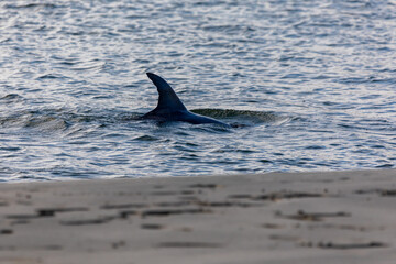 Fototapeta premium Shore Life
