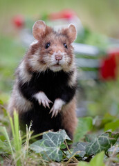 european field hamster