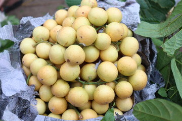 Baccaurea motleyana Stock on shop