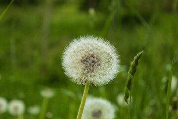 Blossomed dandelion inflorescence close up. Horizontal photo. Concept of walking.