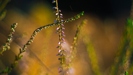 Macro de foug&egrave;res et de bruy&egrave;res sauvages, illumin&eacute;es par une lumi&egrave;re dor&eacute;e, dans la for&ecirc;t des Landes de Gascogne