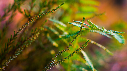 Macro de fougères et de bruyères sauvages, illuminées par une lumière dorée, dans la forêt des Landes de Gascogne