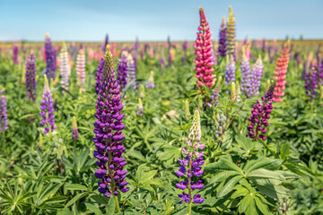 Colorful budding and flowering lupine plants on the field of a specialized Dutch plant nursery. It is a sunny day with a blue sky in the spring season.
