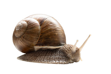 Garden snail with horns on white background