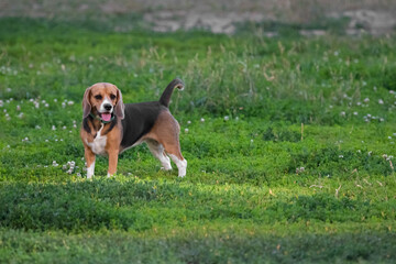 Young basset hound on the lawn in summer. A purebred dog. Basset hound breed. Four-legged pet. A...