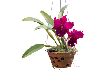 Magenta Cattleya orchid flower bloom hanging in pot in the garden isolated on white background included clipping path.
