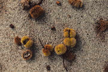 brown shells background on the ground. chestnuts on the asphalt. autumn scene at sunset