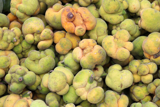 Artocarpus lacucha stock on shop