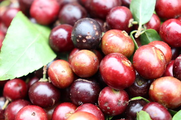 cranberry stock on shop for sell