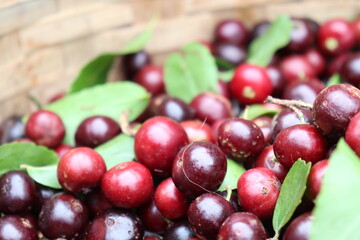 cranberry stock on shop for sell