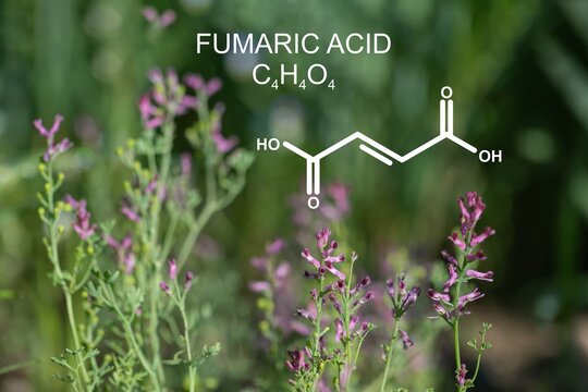 Common fumitory (Fumaria officinalis) and formula of fumaric acid.