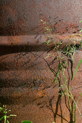 Leafs on the rusty metal background. Rusty tin can.
