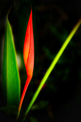 Obraz premium red and yellow flower