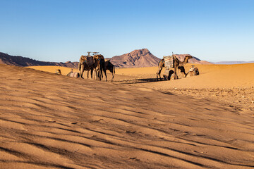 Fototapeta na wymiar Camels in Zagora Desert, Zagora, Morocco, Mai 2022