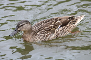 Birds at Capstone Park , Gillingham , Kent