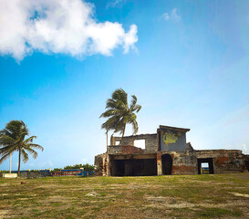 trees on the beach