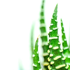 aloe vera plant