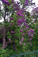 Obraz premium Blooming lilac trees in the Lilacs garden in Moscow