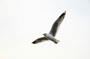 seagull in flight