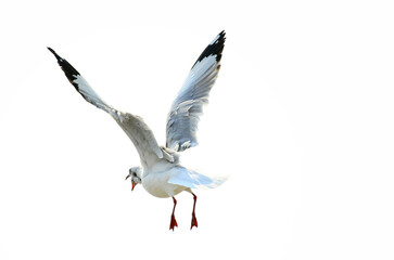 seagull in flight