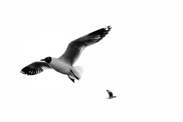 Fototapeta premium seagull in flight