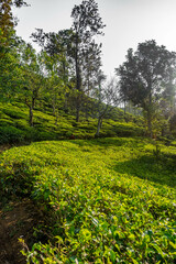 Fototapeta na wymiar plantations thé sri lanka teafield