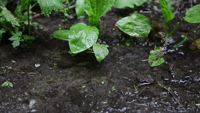 a small trickle after a rain in the forest among the grass. Wet ground at rest area, tiny water flows after rain. Quick small water streamlets run from hill slope, rural forested park area.
