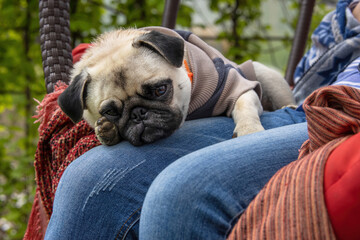 A sleepy pug in a jacket lies on the lap of the hostess in an armchair outdoors