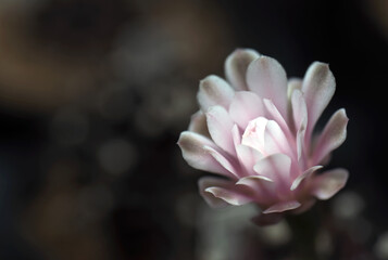 Fototapeta premium Beautiful blooming wild desert cactus flower