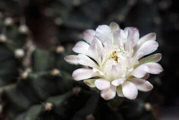 Beautiful blooming wild desert cactus flower