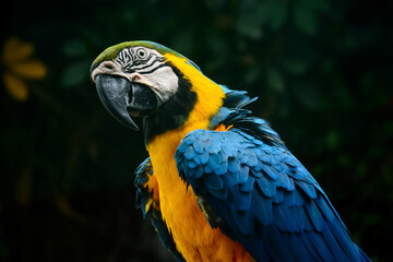 blue and yellow macaw