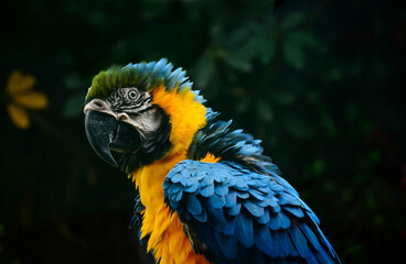 blue and yellow macaw