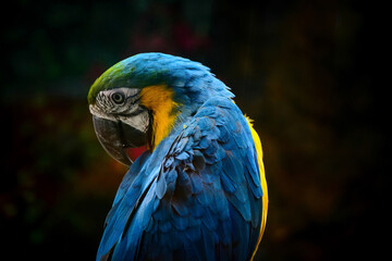 blue and yellow macaw