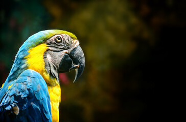 blue and yellow macaw