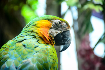 blue and yellow macaw
