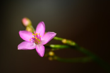 Obraz premium close up of a pink flower