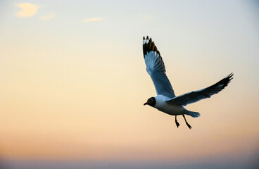 seagull in flight