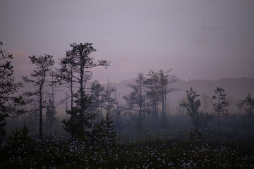 misty morning in the forest