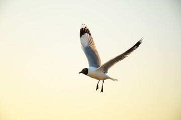 seagull in flight