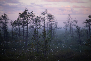 Fototapeta na wymiar mist in the forest