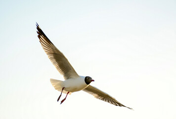 seagull in flight