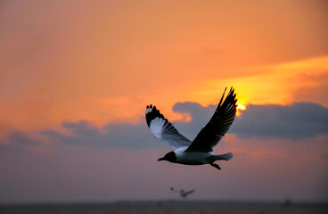 birds in sunset
